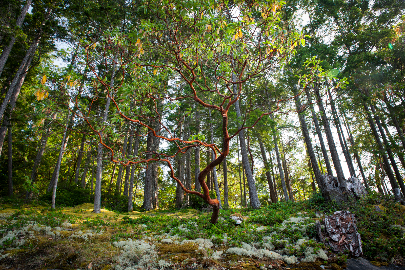 Arbutus tree landscape