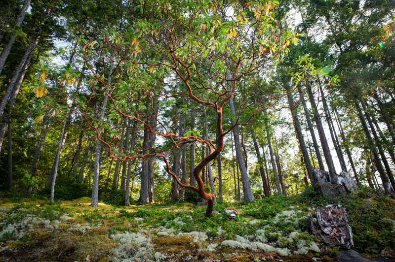 Arbutus tree landscape