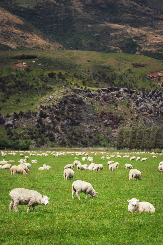 Many sheep in a field