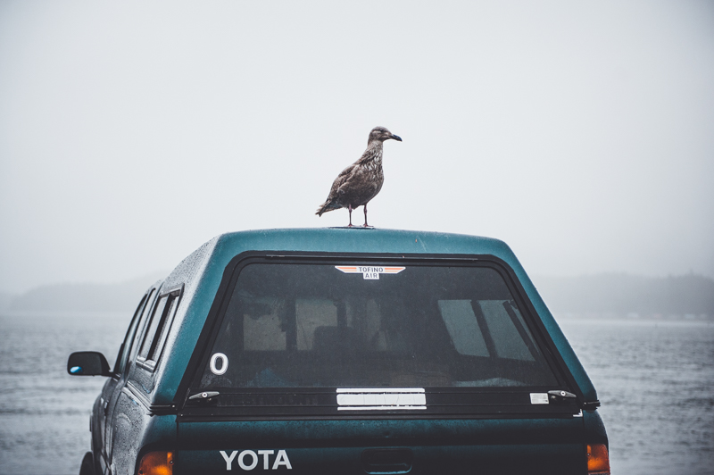 A seagull standing on the back a Toyota truck on a rainy coastal morning